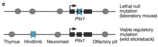 Pitx1_Regulation