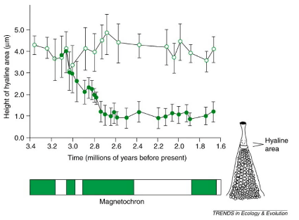 Planktonic_Diatom_Divergence