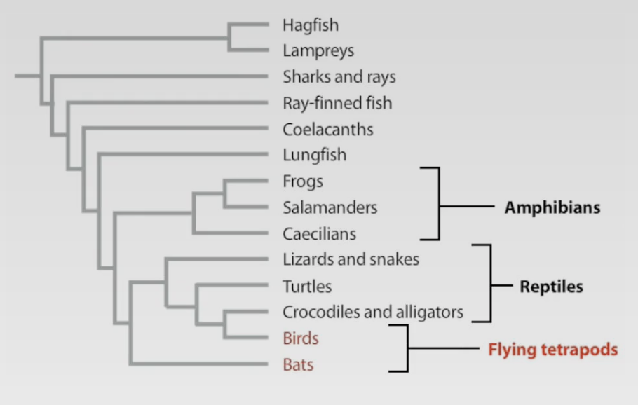 Polyphyletic