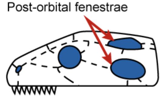 Post_Orbital_Fenestrae