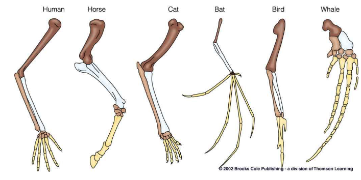 Similarity_in_Dissimiliar_Anatomies