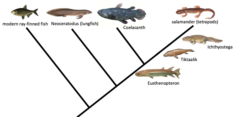 Tiktaalik